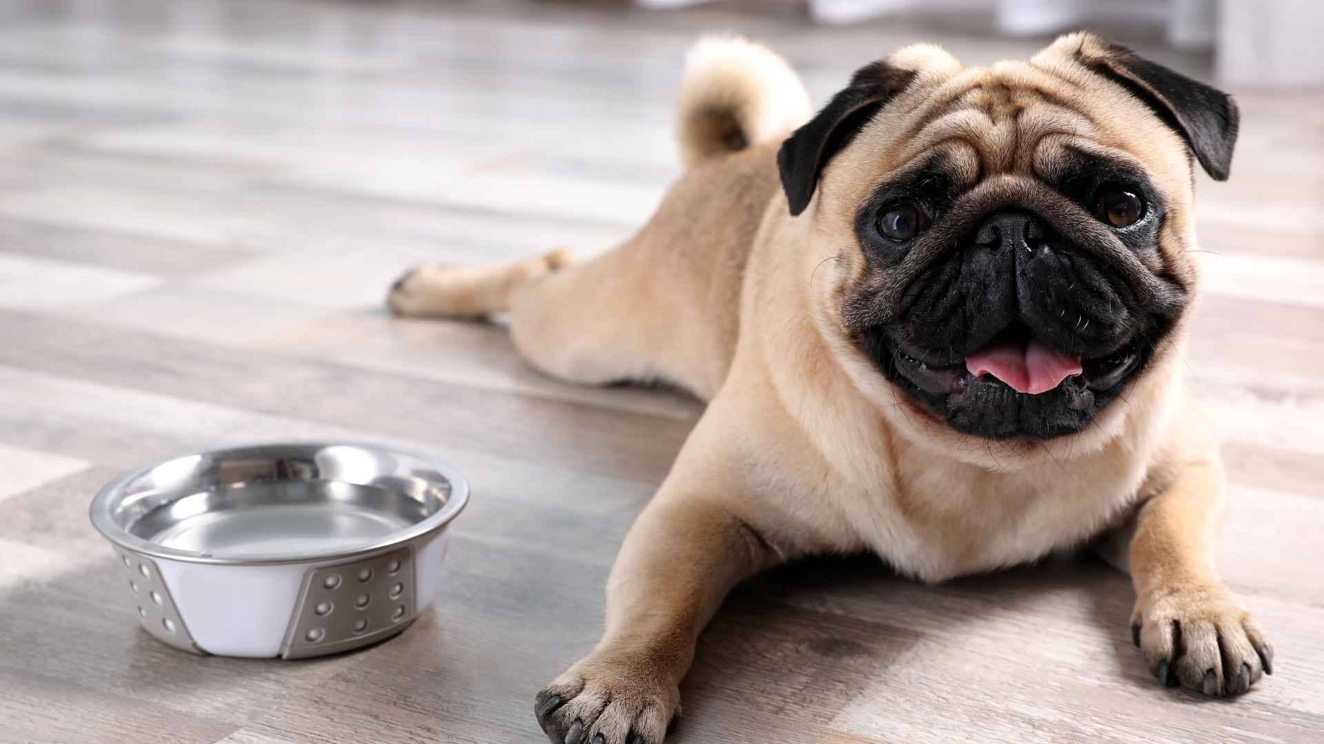 Proteina hidrolizada para perros